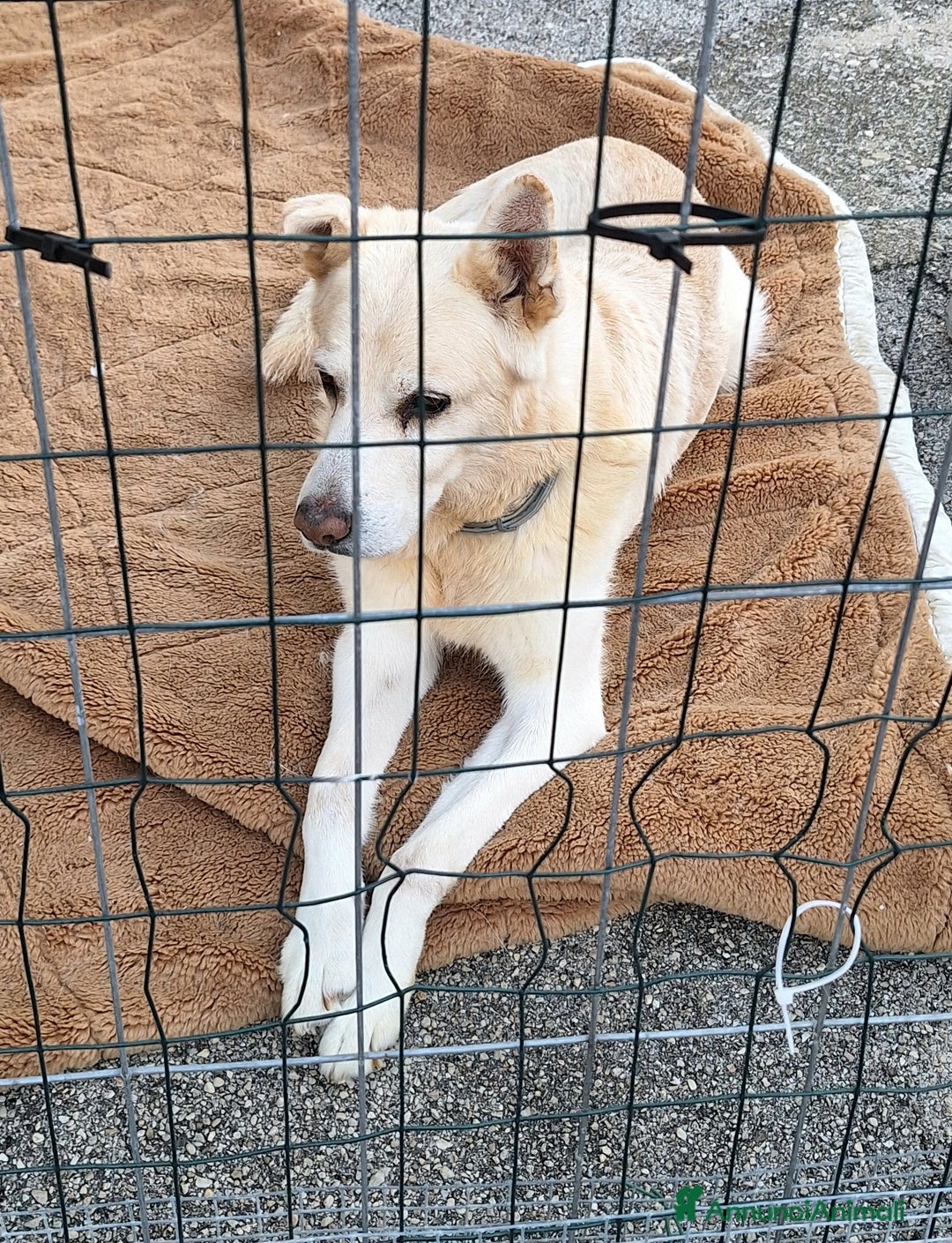 Meticcio cani in regalo: Nonno Zeus 12 anni Taglia media  - Annuncio 2