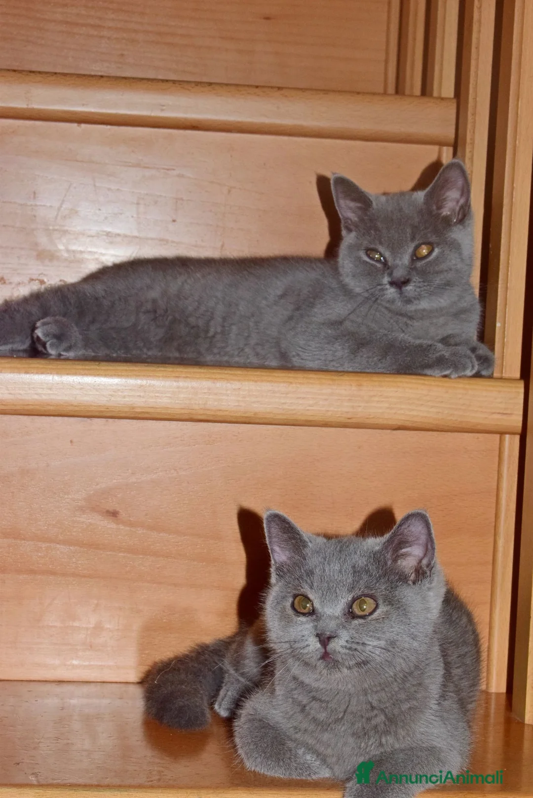 Scottish gatti in vendita: Scottish Fold e Straight con pedigree - Annuncio 8