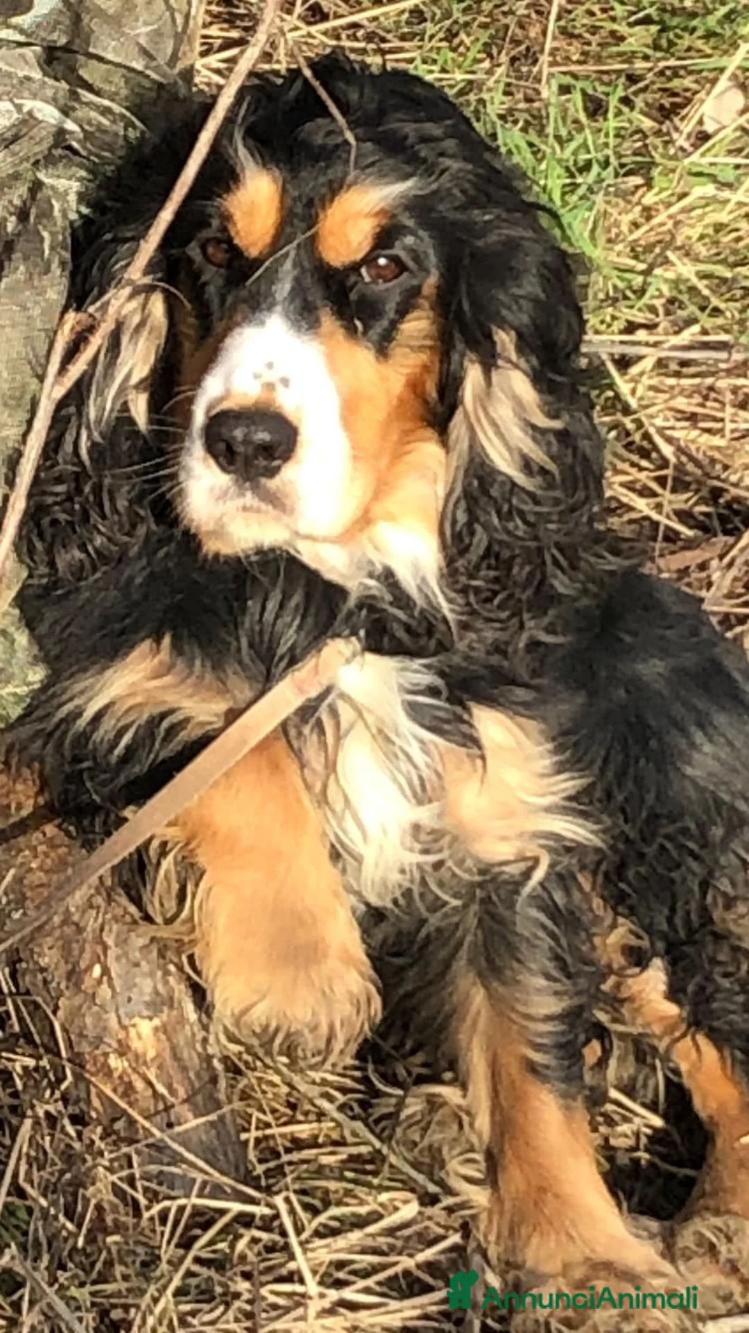 Cocker cani in vendita: VENDO CUCCIOLO COCKER SPANIEL INGLESE - Annuncio 7