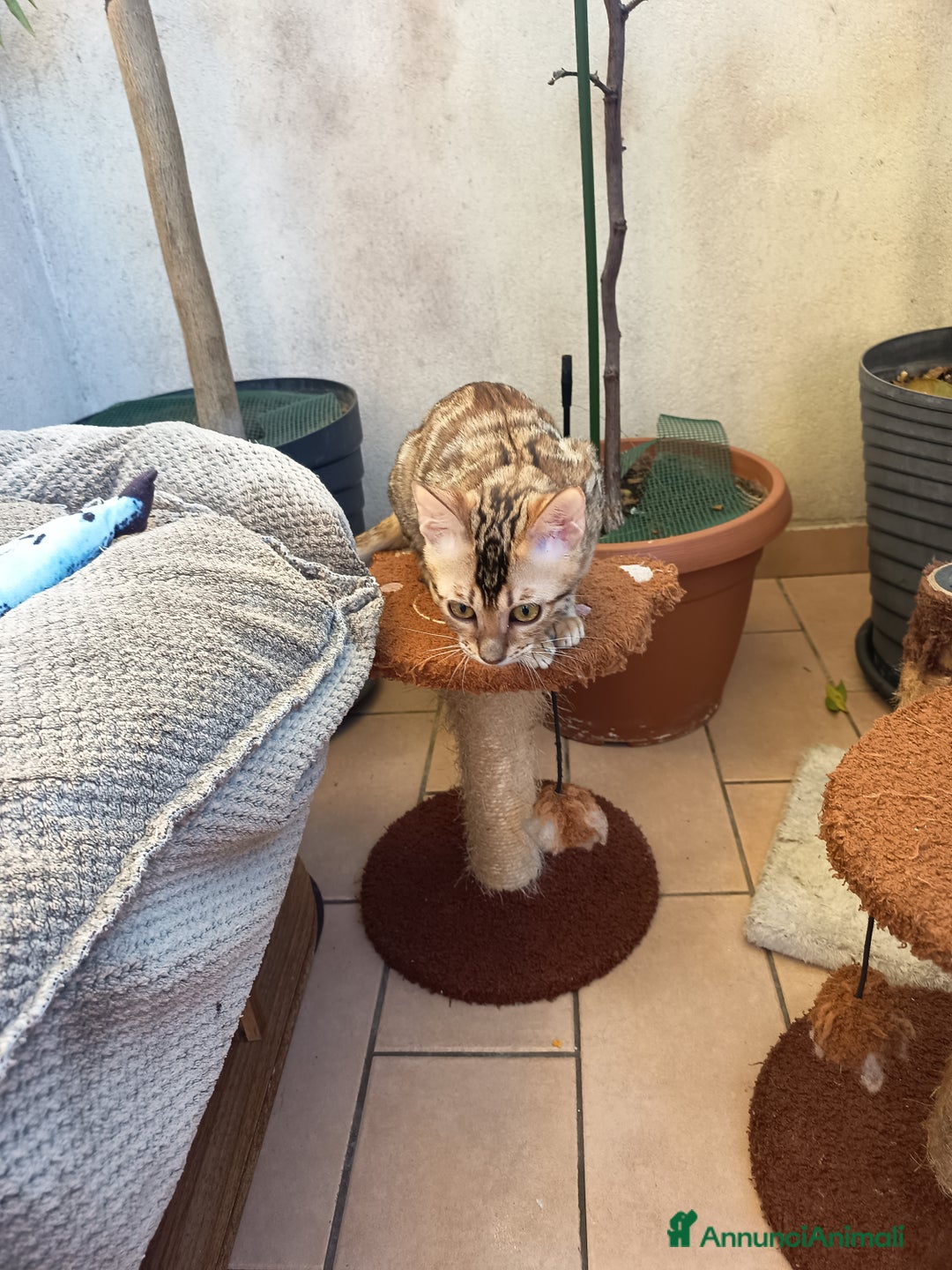 Bengala gatti in vendita: cucioli bengala  - Annuncio 2