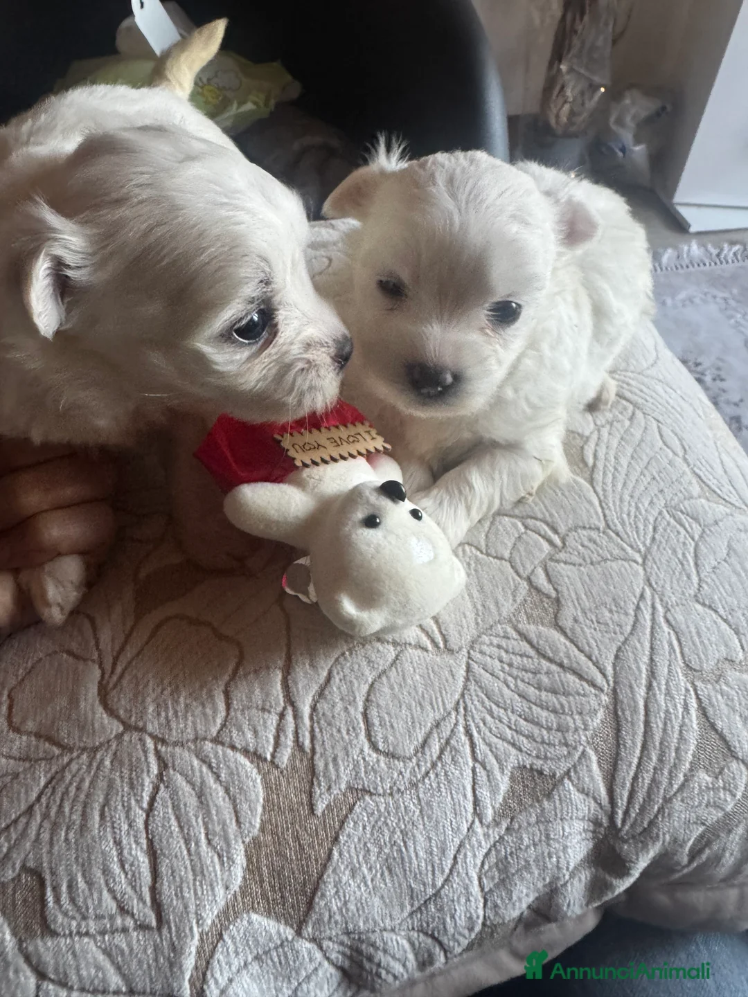 Maltese cani in vendita: Cucciole di maltese pura razza taglia piccola  a Provincia di Pisa - Annuncio 9