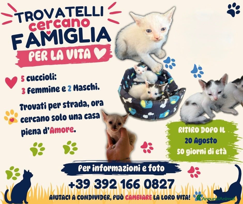 Meticcio gatti Gattini cercano casa per la vita - Annuncio 18