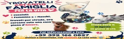 Meticcio gatti in regalo: Gattini cercano casa per la vita - Annuncio 1