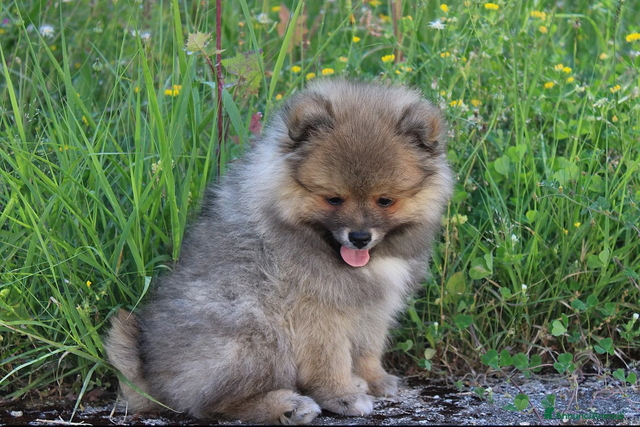 Volpino Italiano cani Volpino Italiano Maschio Pedigree  - Annuncio 3