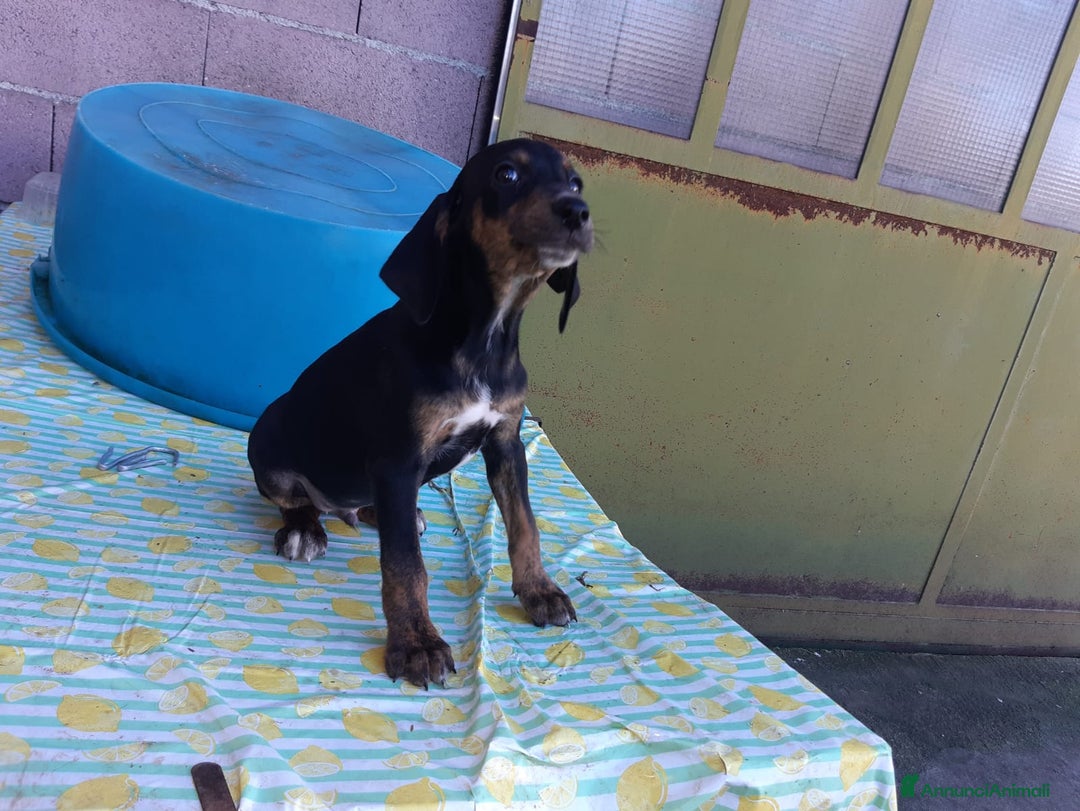 Segugio Maremmano cani in vendita: Cuccioli di Segugi maremmani - Annuncio 4