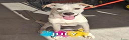 Meticcio cani in regalo: JULY 🩷 - cucciola cerca riscatto e tanto amore ❣️ - Annuncio 1
