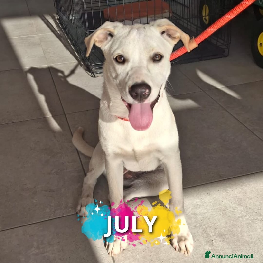 Meticcio cani in regalo: JULY 🩷 - cucciola cerca riscatto e tanto amore ❣️ - Annuncio 1