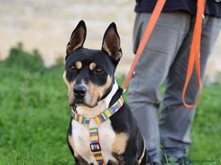 Meticcio cani ROMANA, AMERICAN BULLY/AMSTAFF a Città Metropolitana di Bologna - Annuncio 30