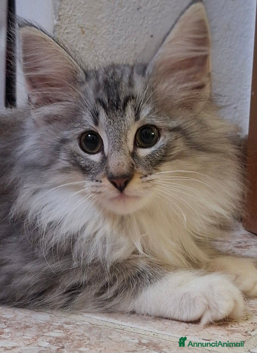 Norvegese gatti in vendita: Norvegesi cuccioli  - Annuncio 9