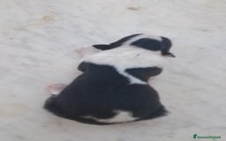 Border Collie cani in vendita: Cuccioli di Border Collie a Città metropolitana di Palermo - Immagine 6