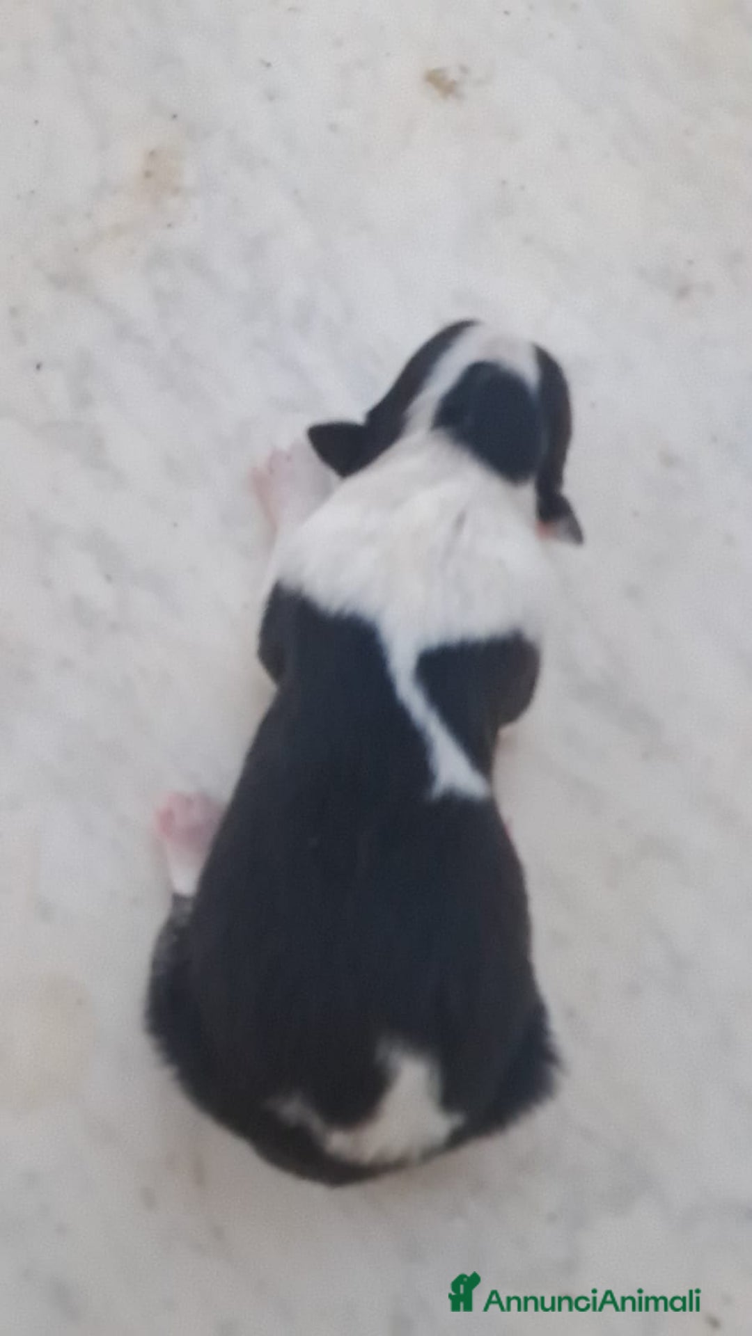 Border Collie cani in vendita: Cuccioli di Border Collie a Città metropolitana di Palermo - Immagine 6