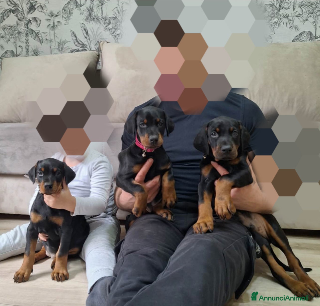 Dobermann cani Doberman  - Annuncio 18