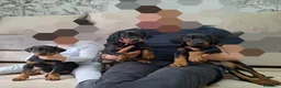 Dobermann cani in vendita: Doberman  - Annuncio 1