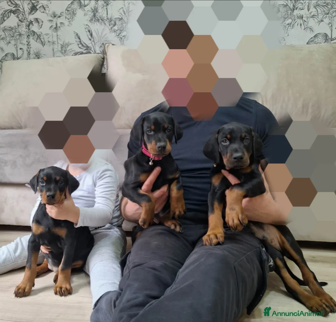 Dobermann cani in vendita: Doberman  - Annuncio 1