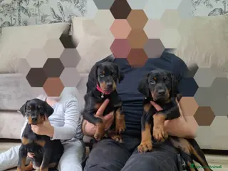 Dobermann cani Doberman - Annuncio 18