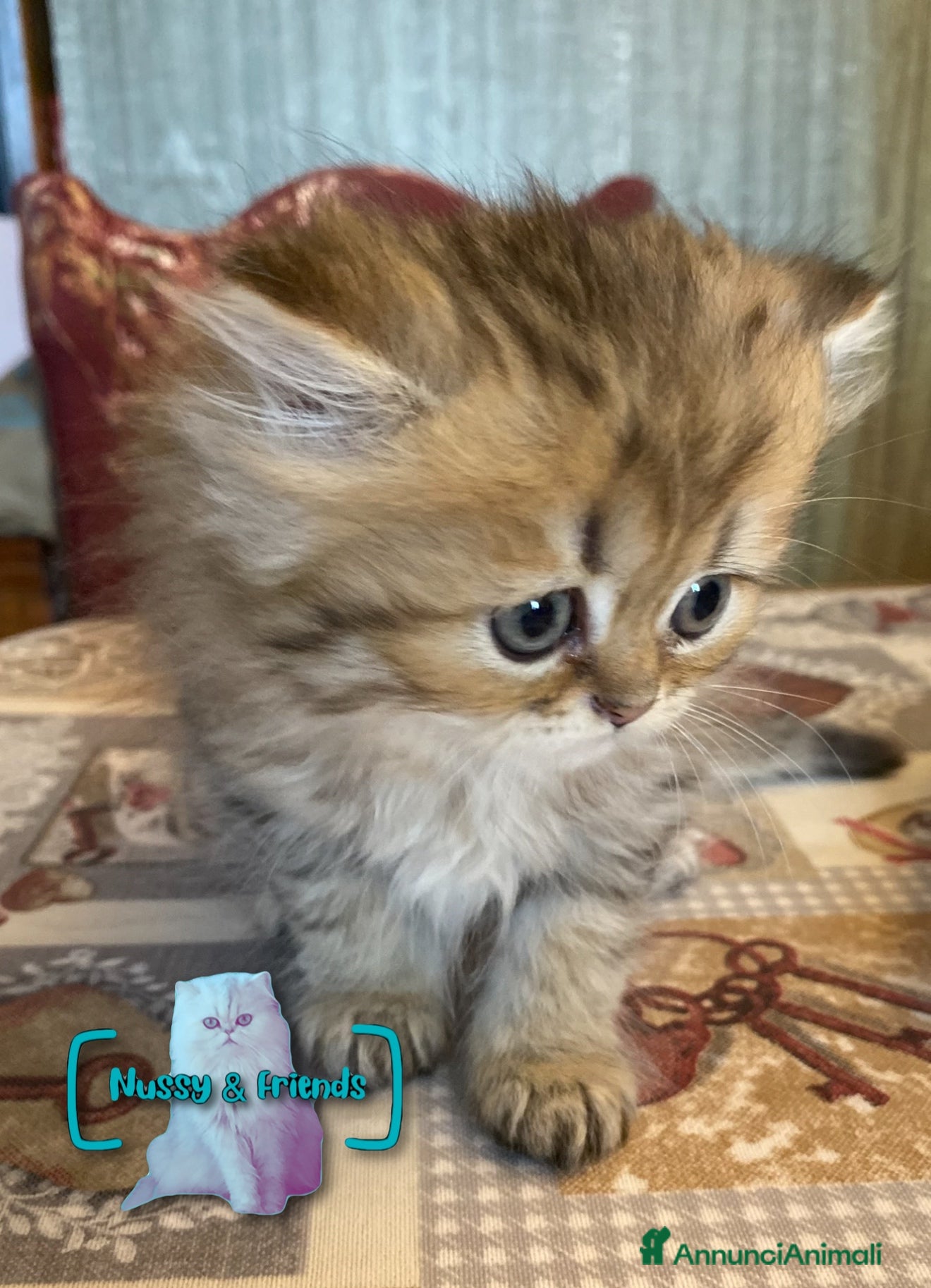 Persiano gatti in vendita: Cucciolo di gatto persiano chinchilla golden - Annuncio 4
