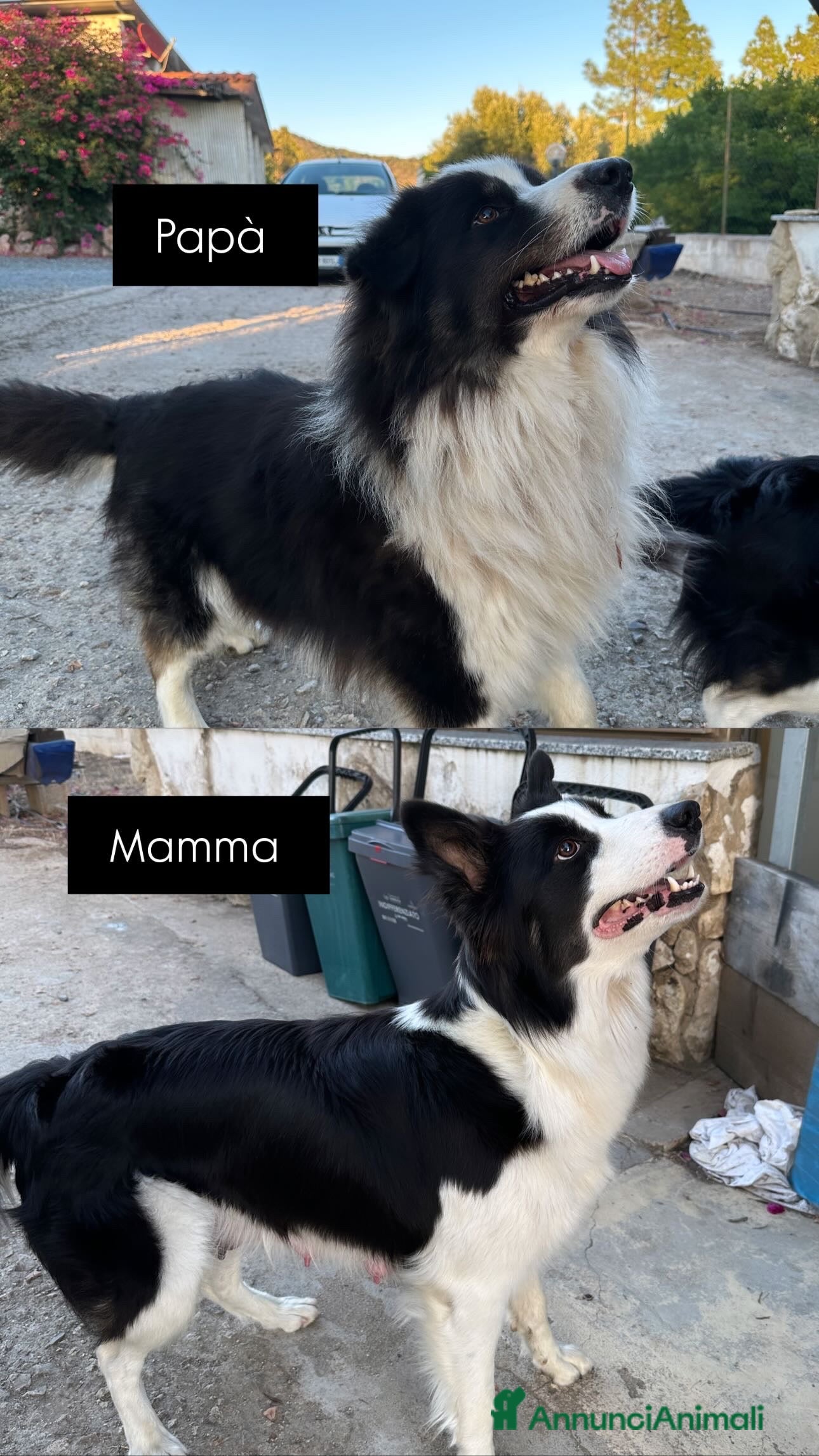 Border Collie cani Cuccioli border collie puri  - Annuncio 2