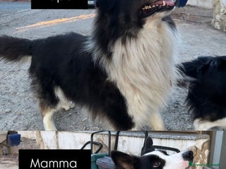 Border Collie cani Cuccioli border collie puri - Annuncio 11