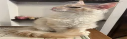 Maine Coon gatti in vendita: Maine Coon red silver  - Annuncio 3
