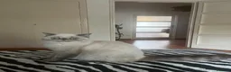 Exotic Shorthair gatti in vendita: Cucciola exotic shorthair a Città metropolitana di Milano - Annuncio 2