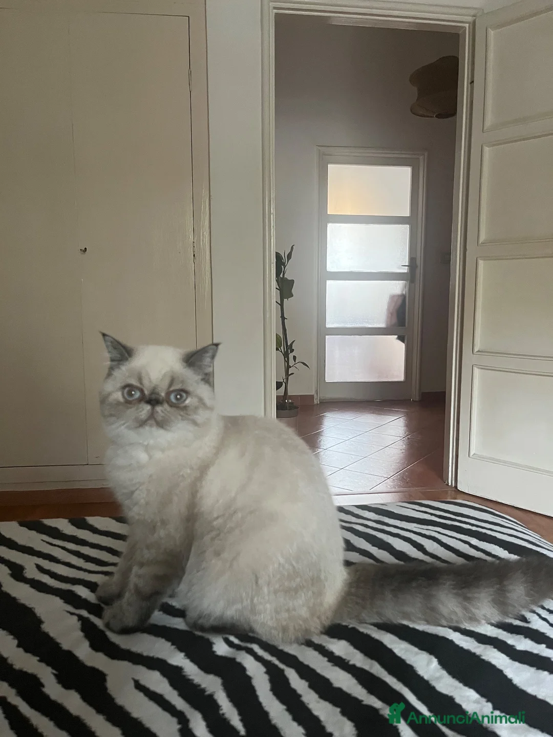Exotic Shorthair gatti in vendita: Cucciola exotic shorthair a Città metropolitana di Milano - Annuncio 2
