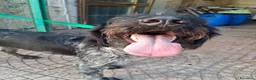 Drahthaar cani in regalo: Fabiana: dolcissima giovane Drahthaar - Annuncio 4