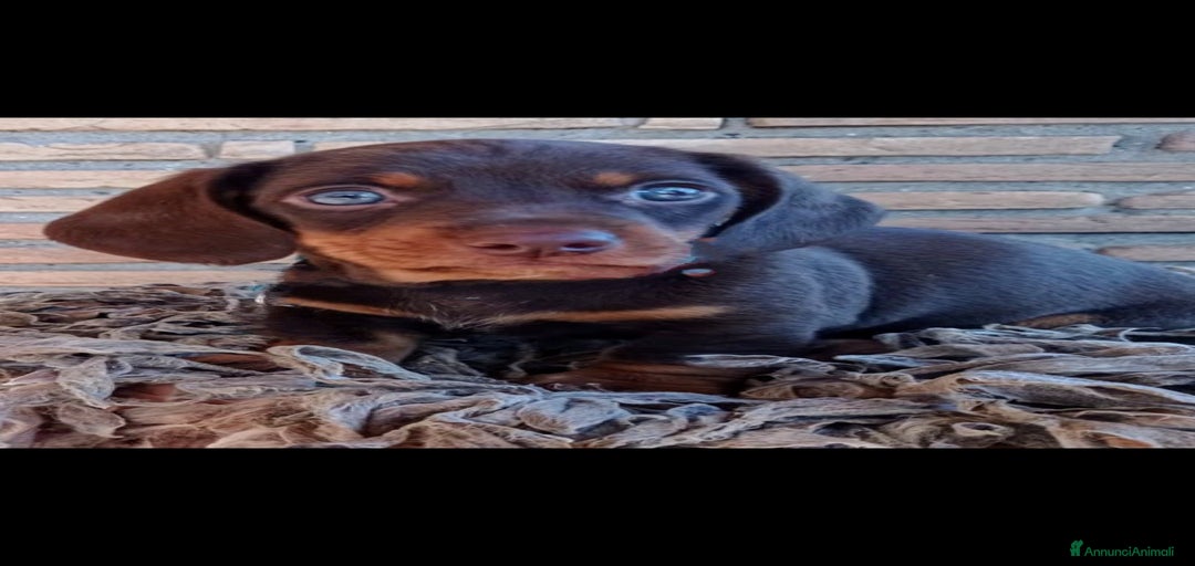 Immagine della galleria {{count}}