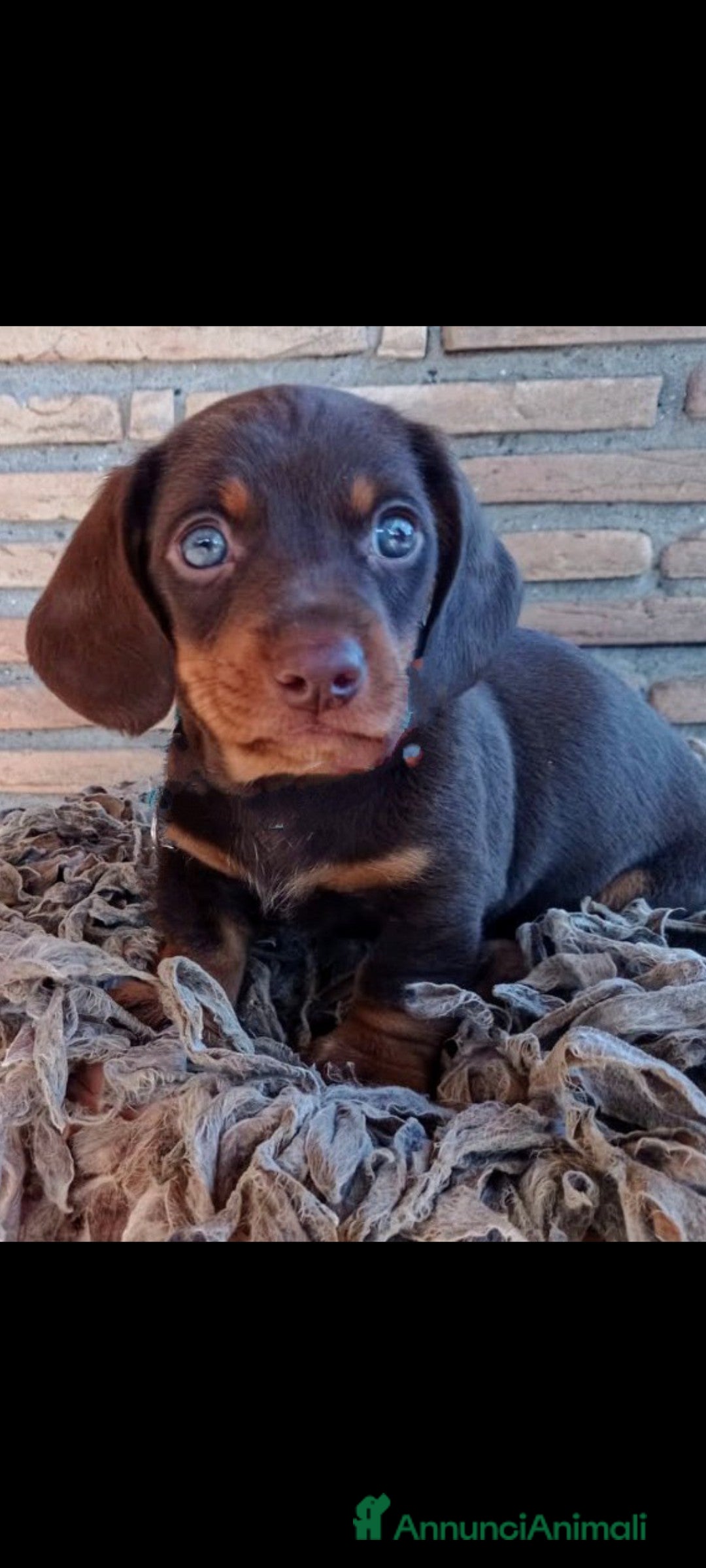 Immagine della galleria {{count}}