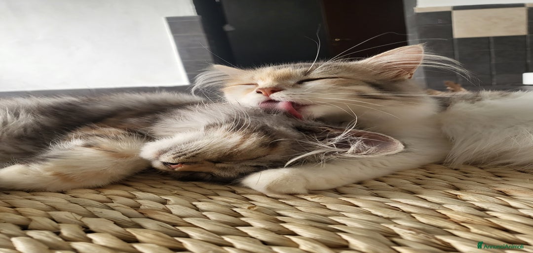 Immagine della galleria {{count}}