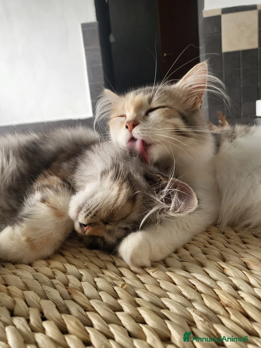 Immagine della galleria {{count}}