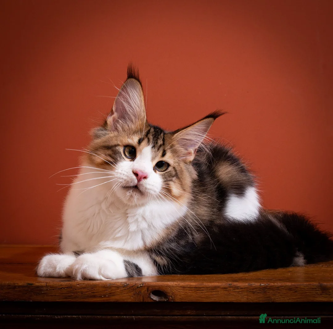 Maine Coon gatti in vendita: Gattino perfetto dall'alevamento Mainemarie - Annuncio 2