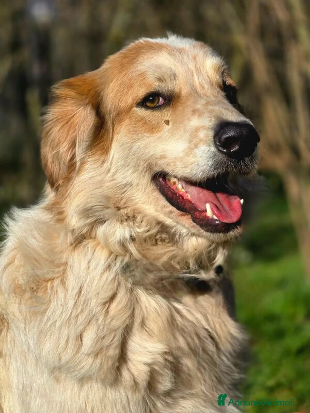 Meticcio cani in regalo: MIKY PERCHE' NESSUNO MI VUOLE? IN ADOZIONE - Annuncio 1