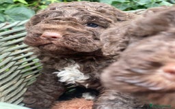 Lagotto cani in vendita: Cuccioli di lagotto disponibili  a Provincia di Asti - Immagine 7