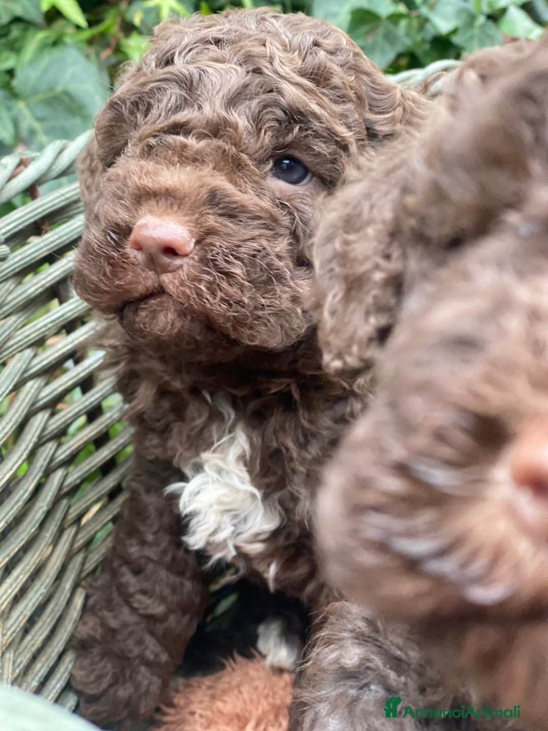 Lagotto cani in vendita: Cuccioli di lagotto disponibili  a Provincia di Asti - Immagine 7