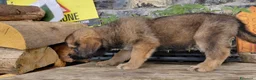 Meticcio cani in vendita: Disponibili cuccioli Akita x Pastore della Sila - Annuncio 3