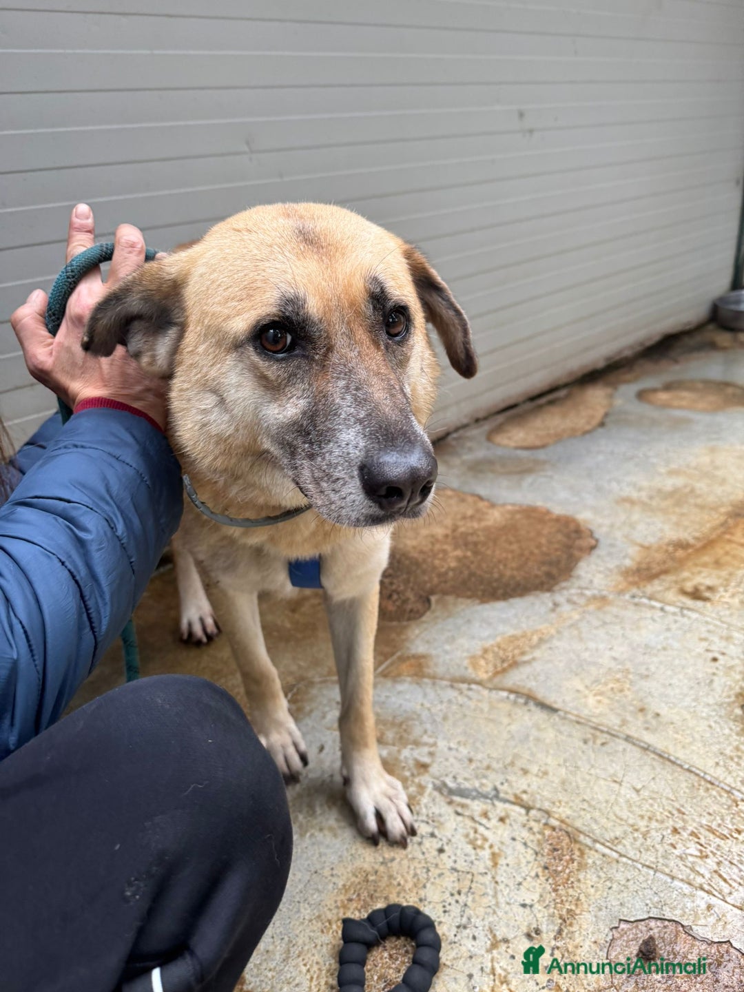 Meticcio cani in regalo: Splendida meticcia - RAJA a Città metropolitana di Milano - Annuncio 11