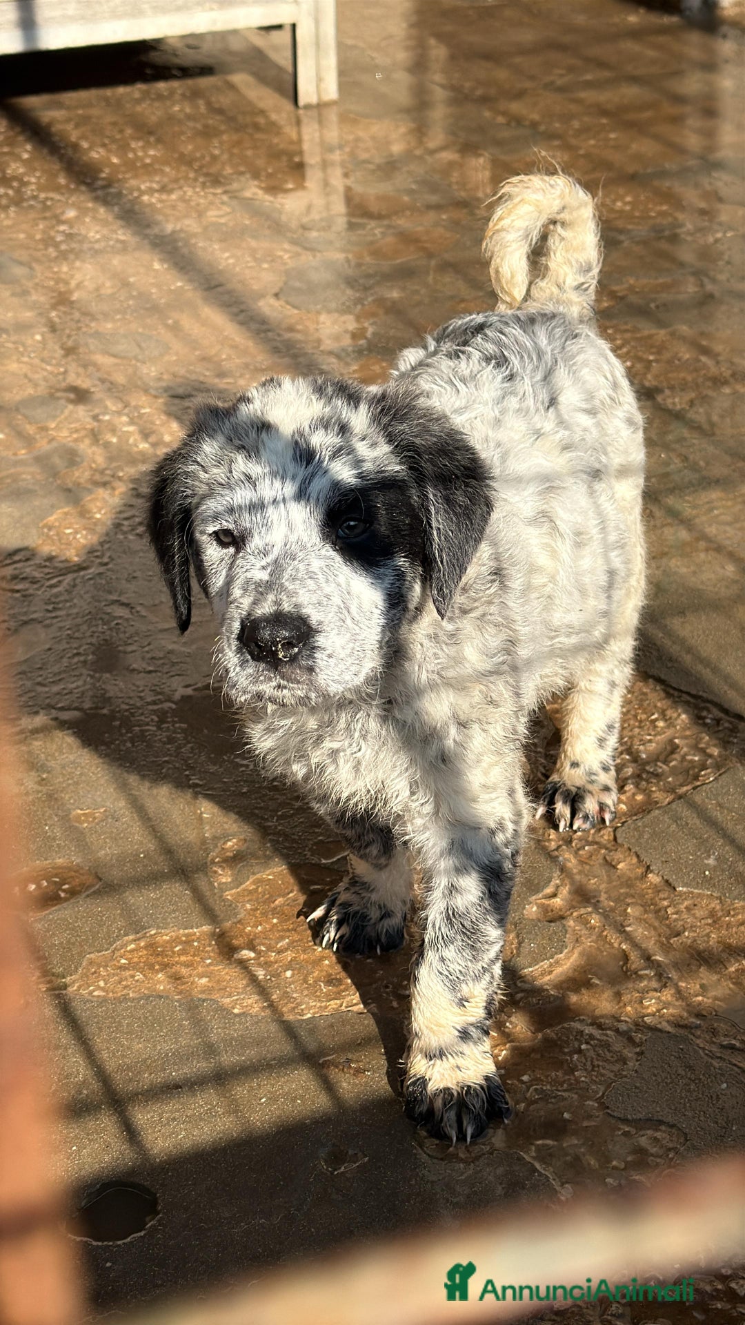 Meticcio cani in regalo: TANTI CUCCIOLI SOLI!  - Annuncio 12