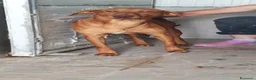 Cirneco dell'Etna cani in regalo: Cirneco dell'Etna in canile - Annuncio 1