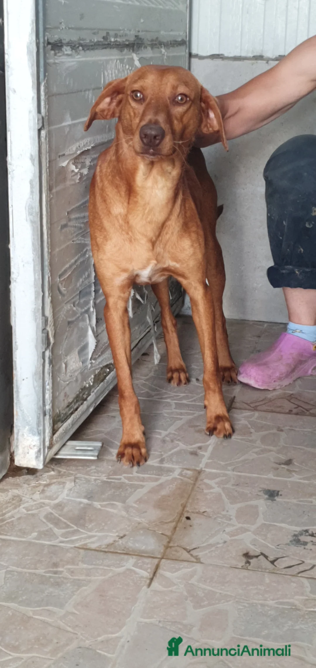 Cirneco dell'Etna cani in regalo: Cirneco dell'Etna in canile - Annuncio 1