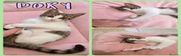 Europeo gatti in regalo: Gattini di 3-4 mesi  a Provincia di Vicenza - Annuncio 10