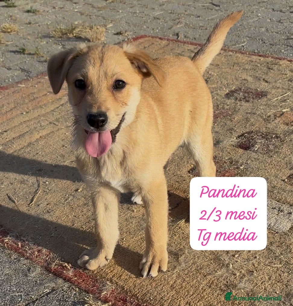 Meticcio cani in regalo: Cuccioli cercano urgentemente famiglia  a Provincia di Monza e della Brianza - Annuncio 6