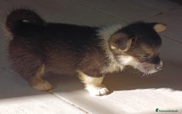 Corgi Pembroke cani in vendita: Corgi Pembroke  a Provincia di Pavia - Immagine 5