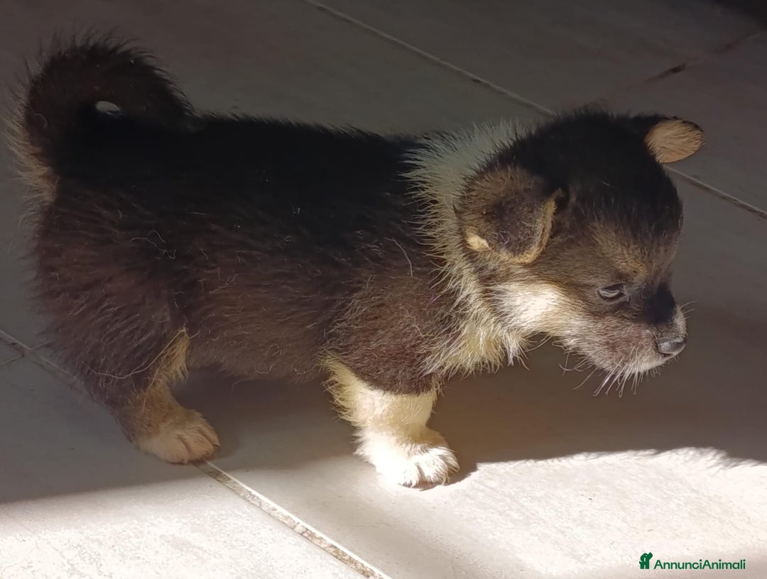 Corgi Pembroke cani in vendita: Corgi Pembroke  a Provincia di Pavia - Immagine 5
