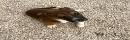 Meticcio cani in regalo: CHOCO MIX PITT - Annuncio 5