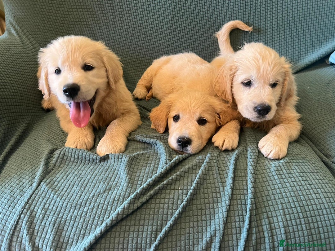 Golden Retriever cani in vendita: Cuccioli di golden retriever linea inglese  a Provincia di Mantova - Immagine 7