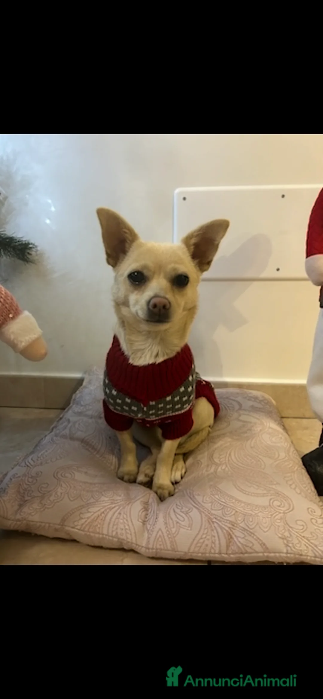 Chihuahua cani in regalo: Chihuahua deer head in regalo  - Annuncio 2