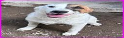 Meticcio cani in regalo: MASCHERINA gioiosa e solare tg mediopicc. - Annuncio 3