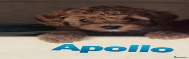 Apollo 