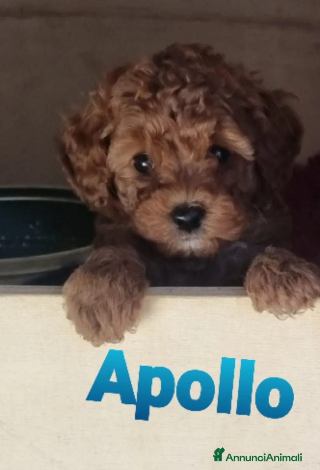Meticcio cani in vendita: Barboncini cercano casa  - Annuncio 12