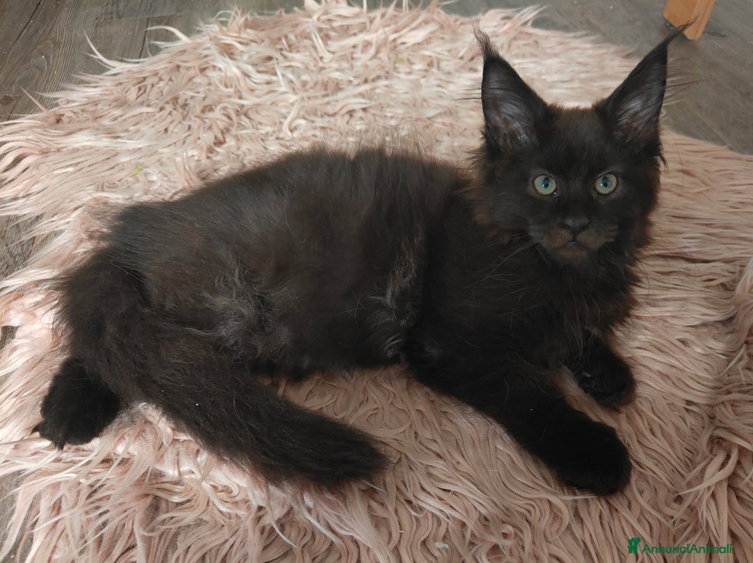 Maine Coon gatti in vendita: NAUSICA a Città Metropolitana di Venezia - Immagine 2